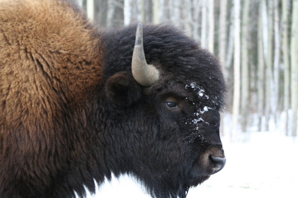 Bison in the middle of the Alaska Highway in March