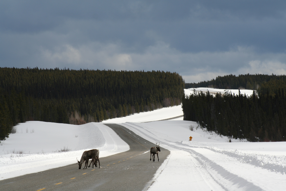 Caribou on the Alaska Highway in March