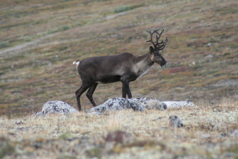 A young bull caribou on Montana Mountain, Yukon