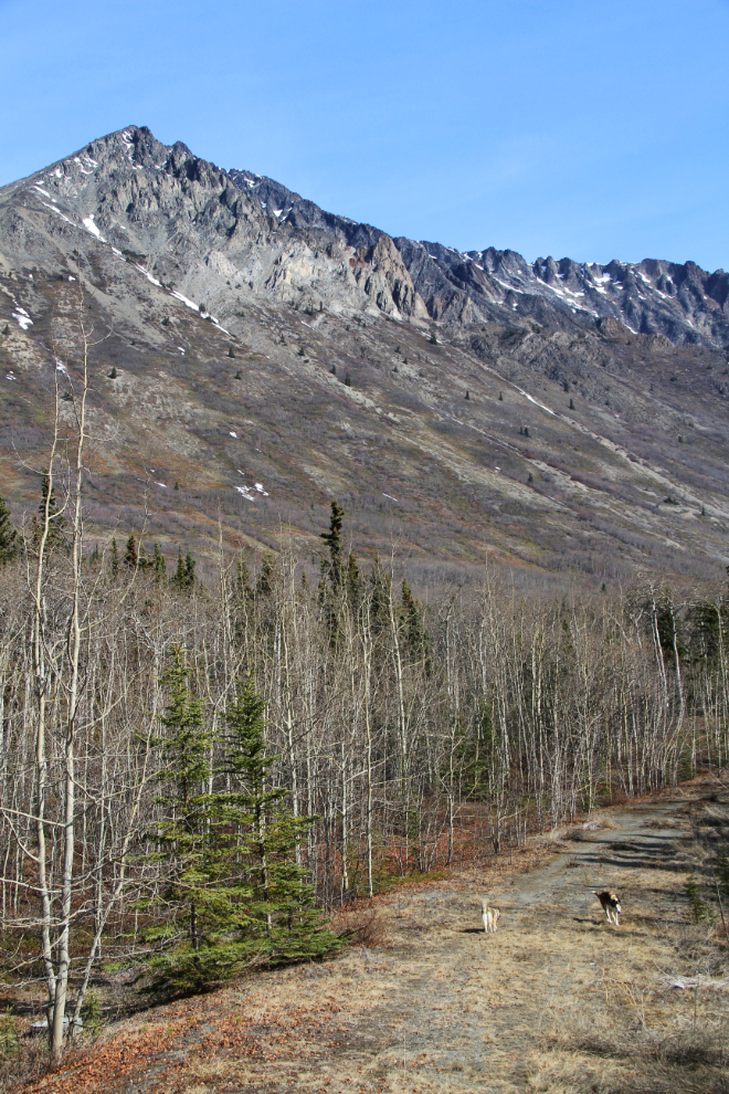 Caribou Mountain, Yukon