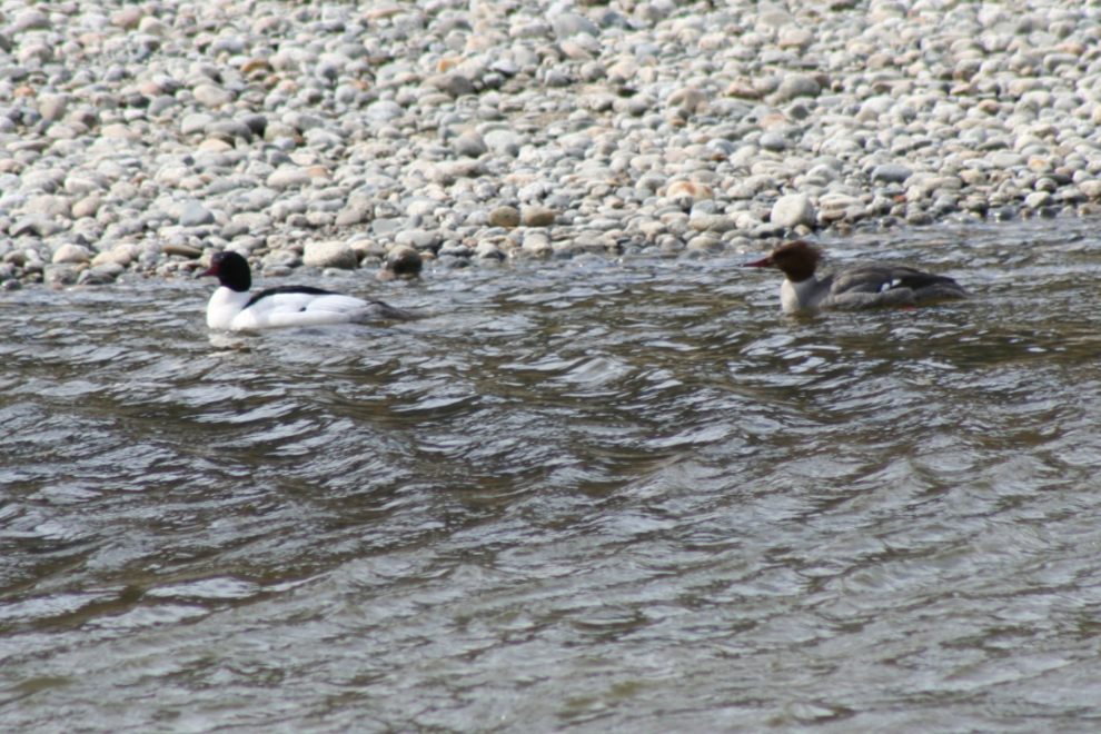 Common merganser male and female at Dyea.