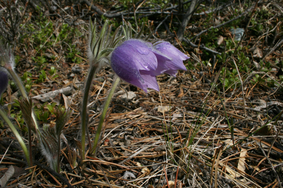 The first crocus on our Yukon property, in late May