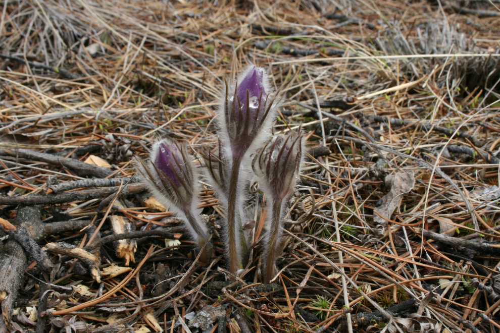 The first crocus on our Yukon property, in late May