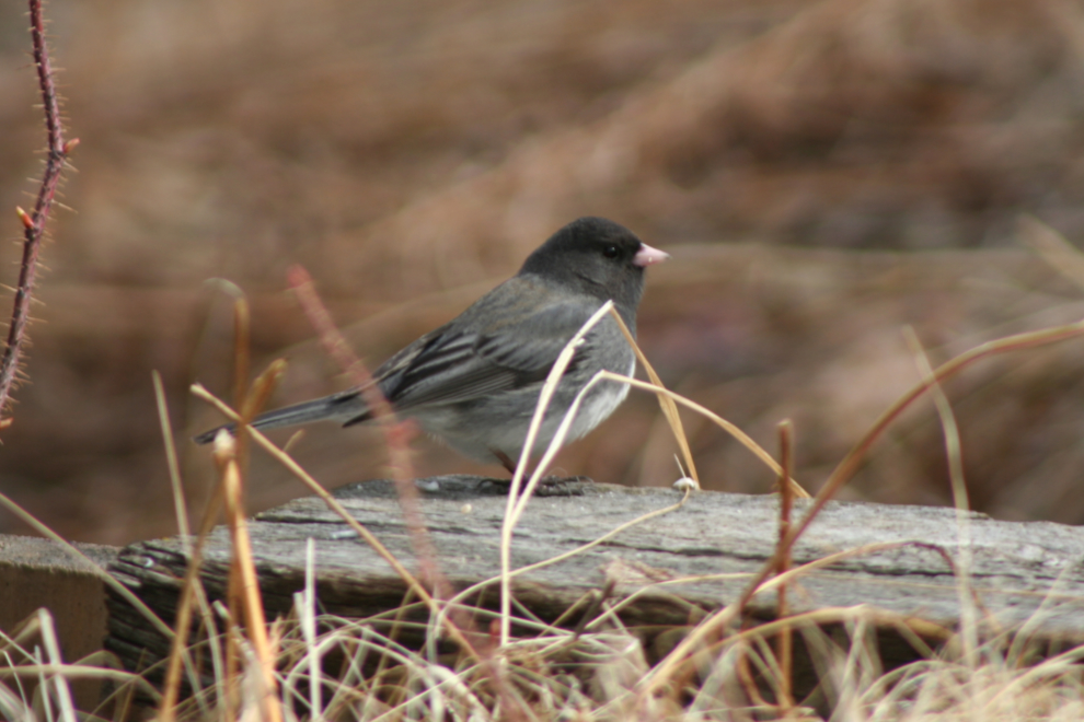 Dark-eyed junco at Carcross.