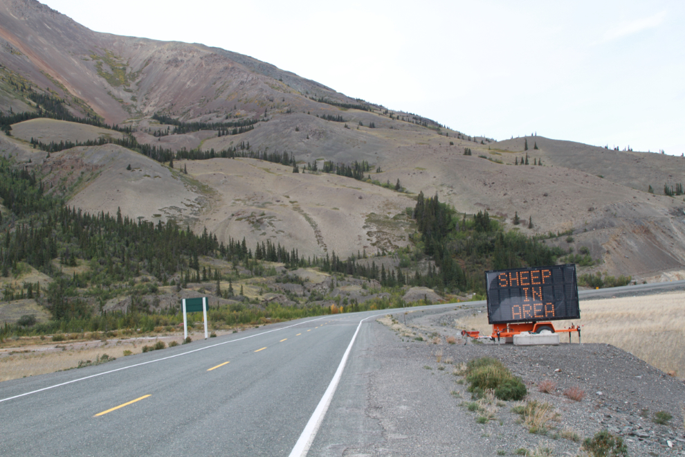 Sheep warning sign at Sheep Mountain on the Alaska Highway
