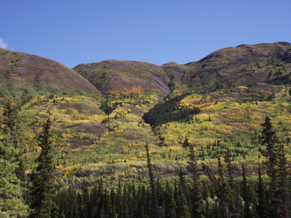 Fall colours on Caribou Mountain, Yukon