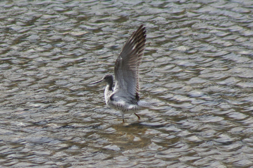 A Greater Yellowlegs at Dyea, just after landing.