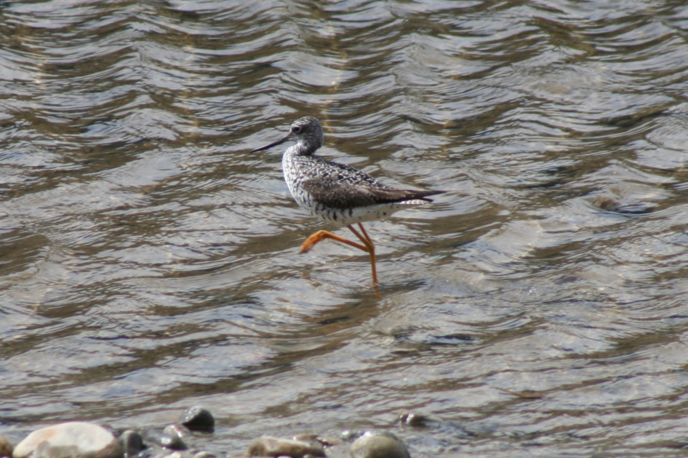 A Greater Yellowlegs at Dyea