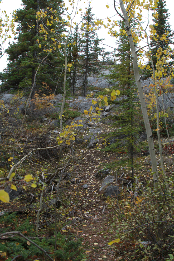 Hiking the Upper Easy Money circuit - Grey Mtn, Whitehorse