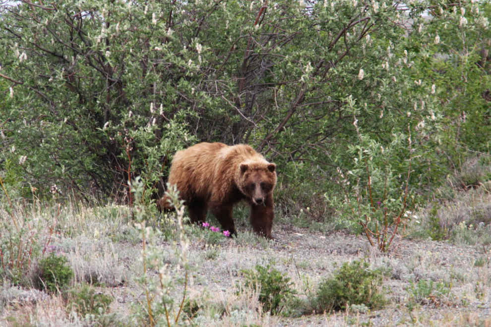 A Yukon grizzly bear