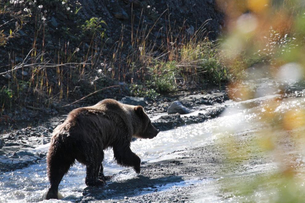 A grizzly playing in the waters of Congdon Creek, Yukon