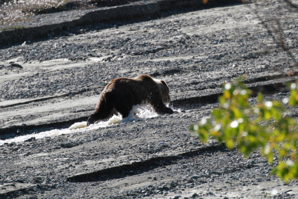 A grizzly playing in the waters of Congdon Creek, Yukon