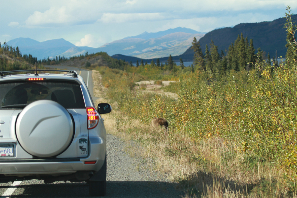Grizzly bear along the Alaska Highway at Congdon Creek, Yukon