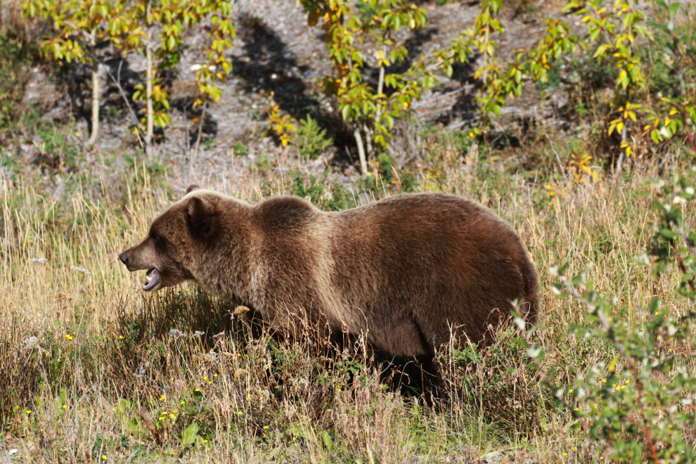 Grizzly bear along the Alaska Highway at Congdon Creek, Yukon