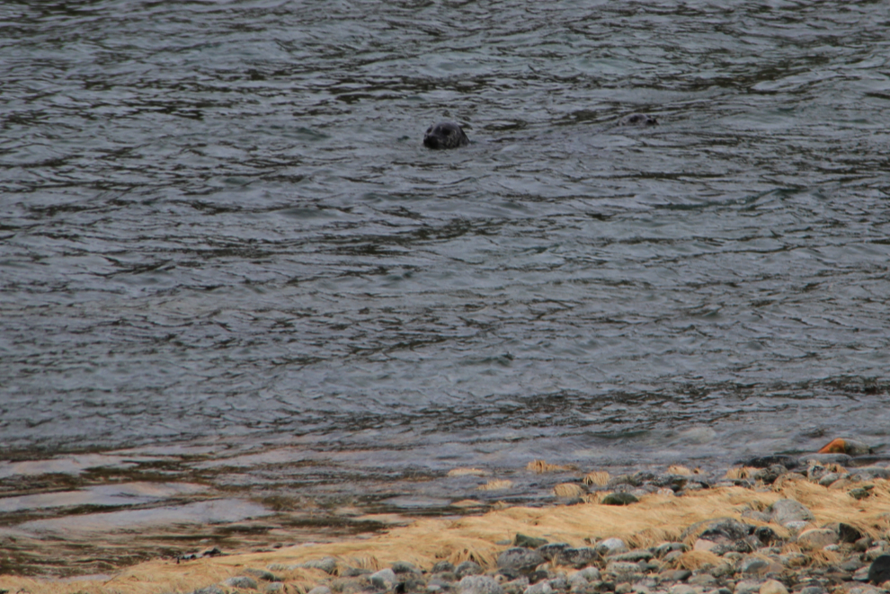 A harbor seal fishing at Skagway, Alaska