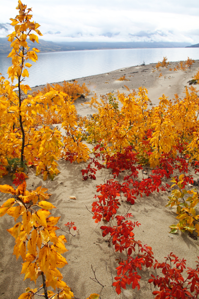 Fall colours on Lake Bennett, Yukon