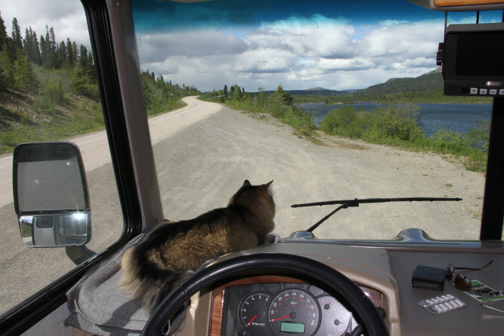 Molly the cat on our RV dash