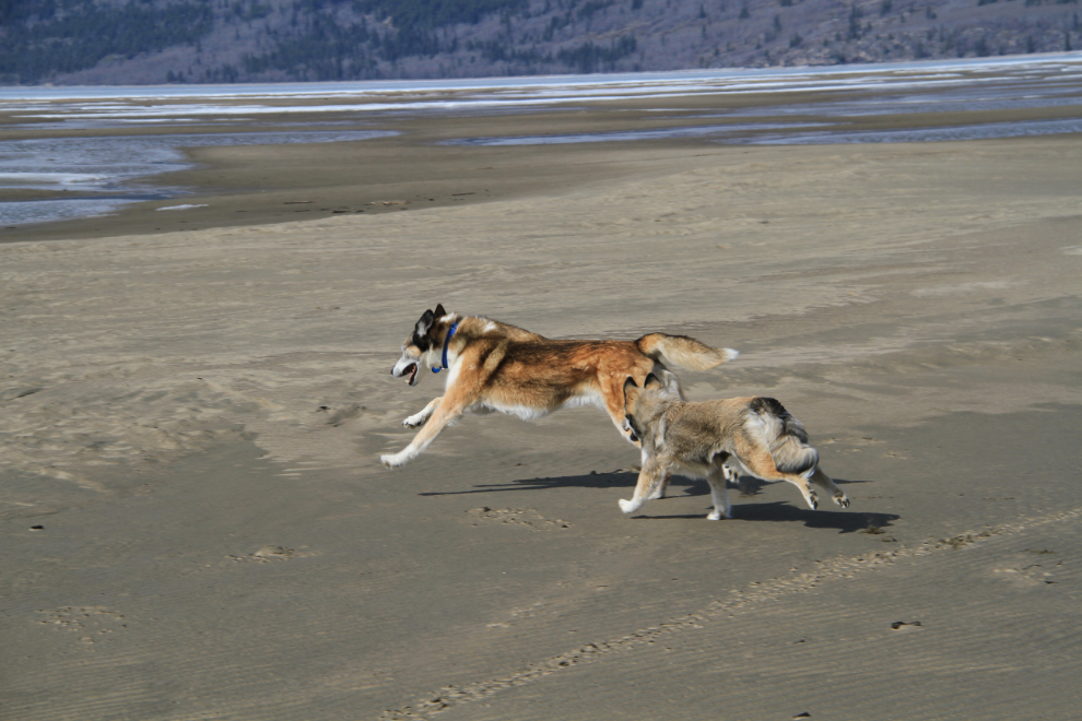 Huskies playing on the beach of Lake Bennett at Carcross, Yukon