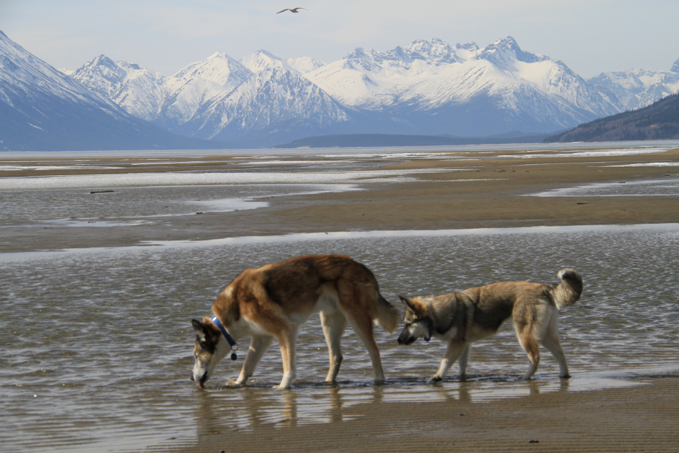 Huskies playing on the beach of Lake Bennett at Carcross, Yukon