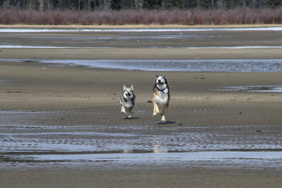 Huskies playing on the beach of Lake Bennett at Carcross, Yukon