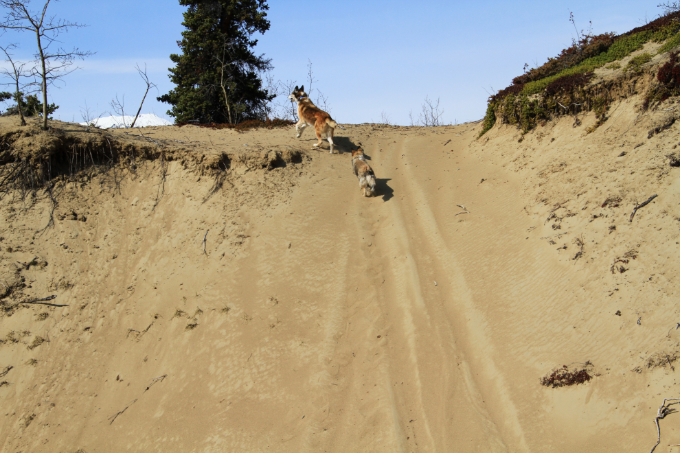 Carcross dunes, Yukon