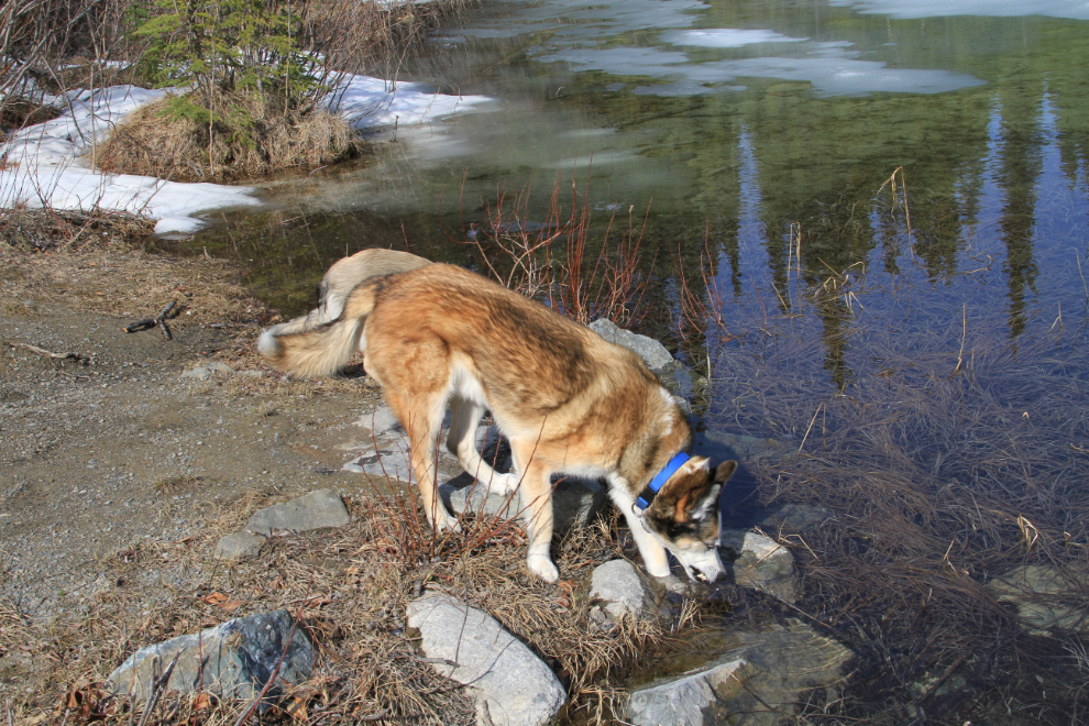 Husky drinking at Emerald Lake, Yukon