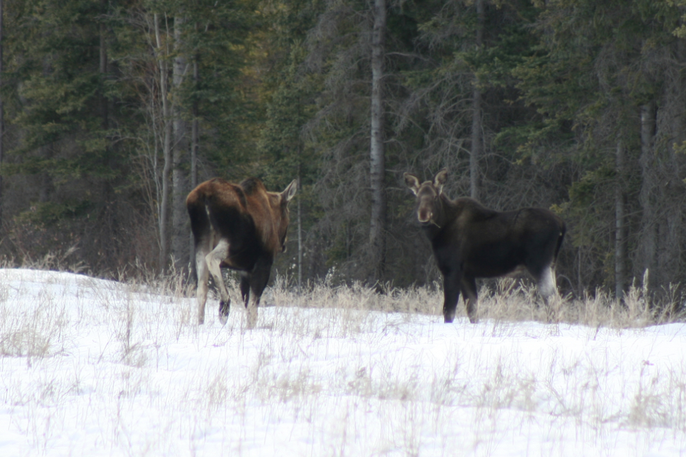 Two moose along the Tagish Road