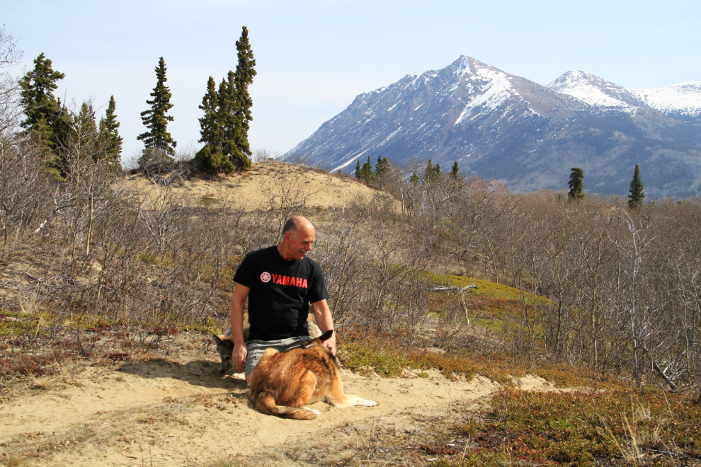 Murray Lundberg with his huskies in the Carcross dunes, Yukon
