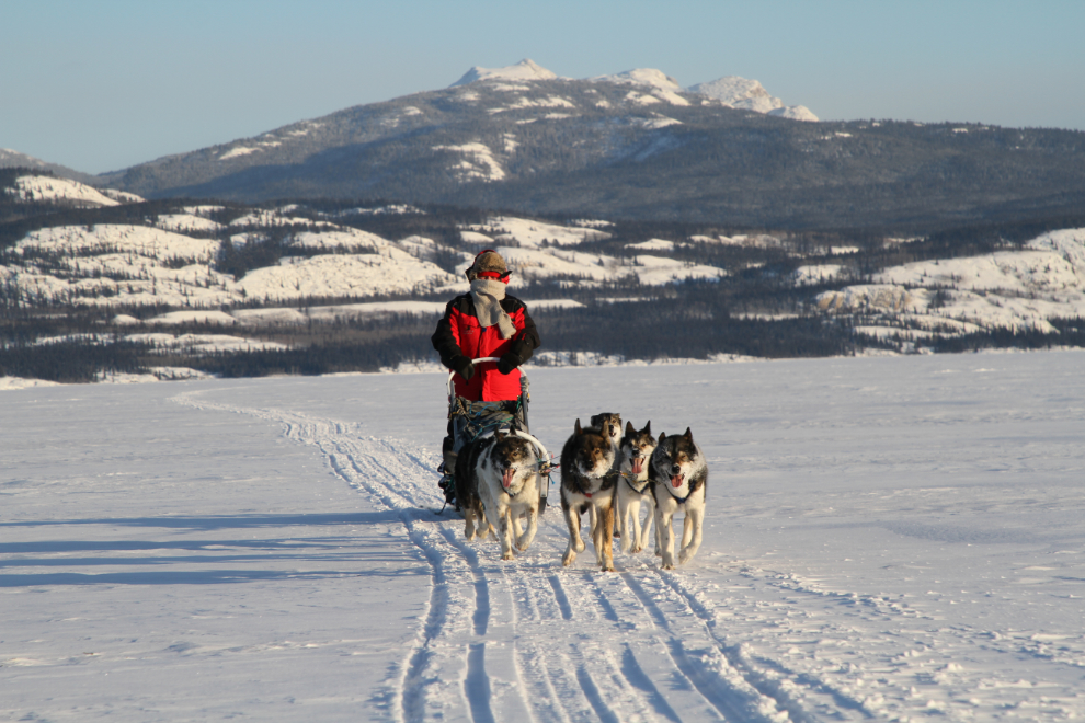 Dogsledding on Lake Laberge, Yukon