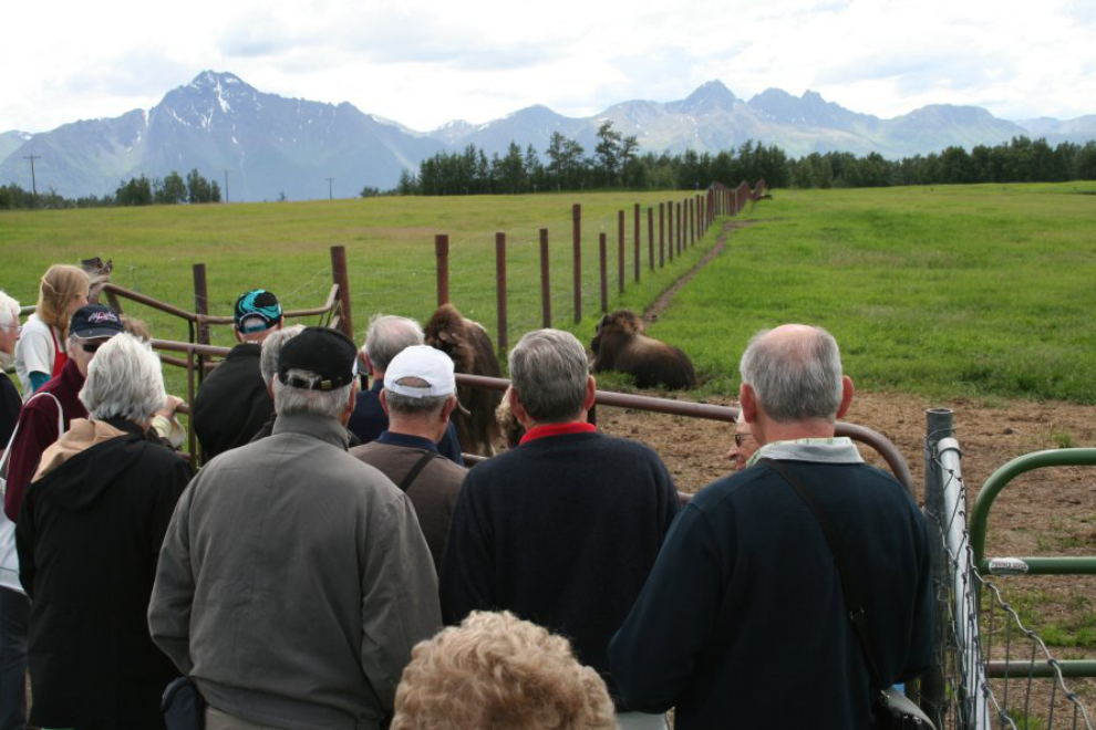 My tour group at the Musk Ox Farm in Palmer