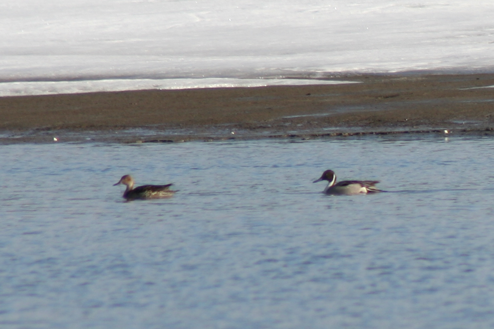 Northern pintail on Lake Bennett.