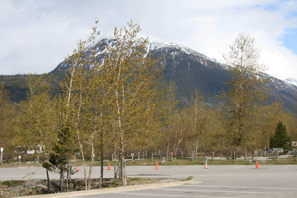 Budding trees in Skagway in mid-May