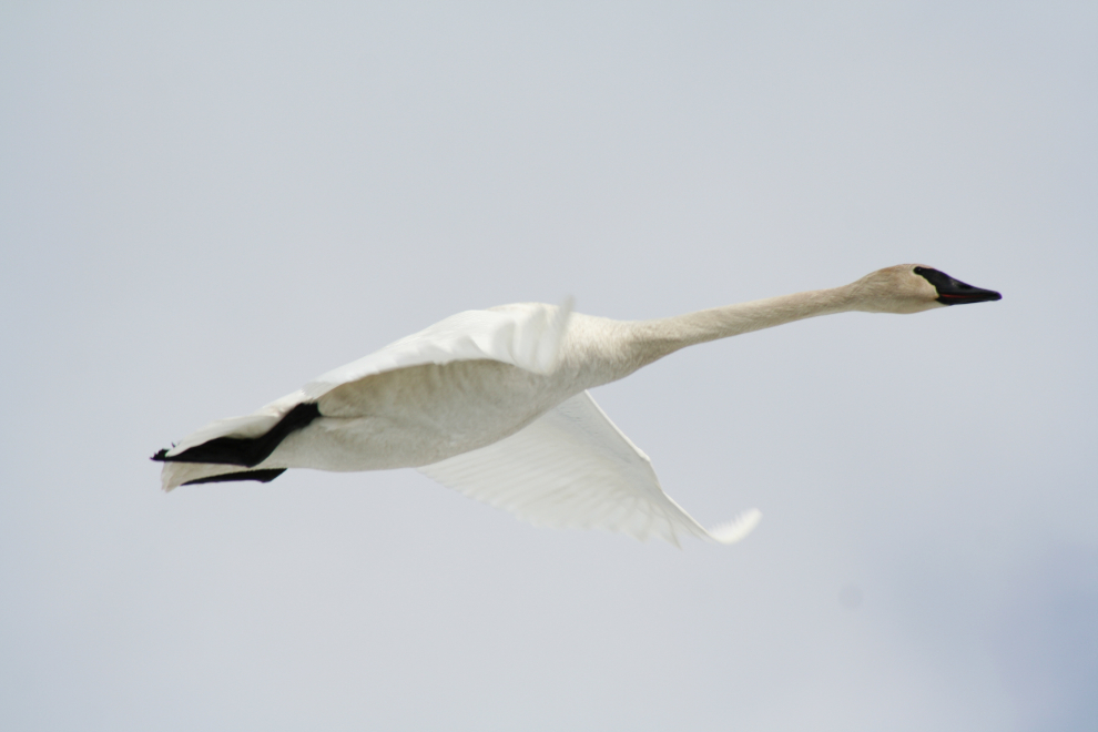 A swan in flight at the Tagish Bridge