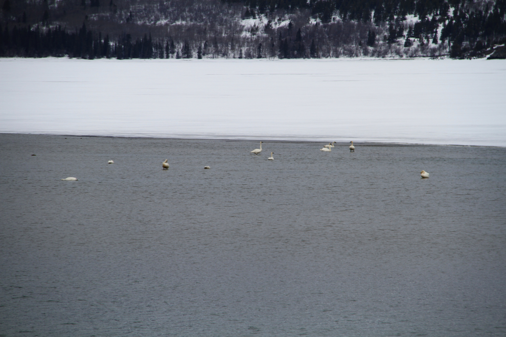 Migrating swans at Carcross, Yukon