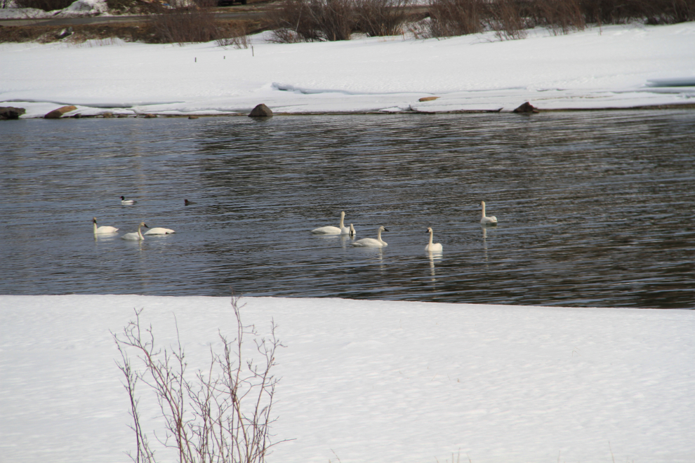 Swans on the Nares River at Carcross, Yukon