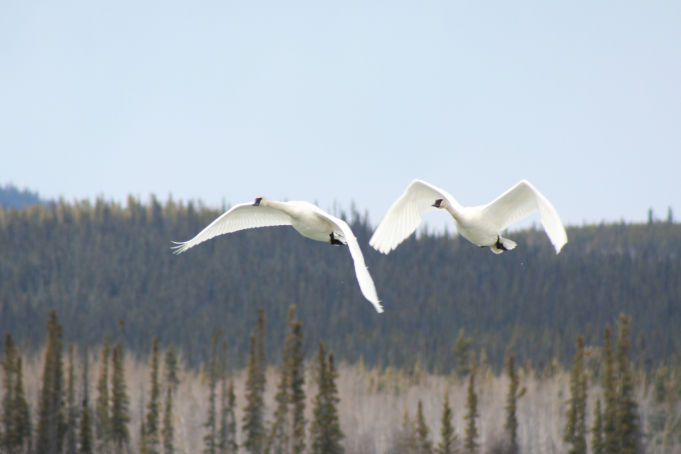 Swans in flight at the Tagish Bridge