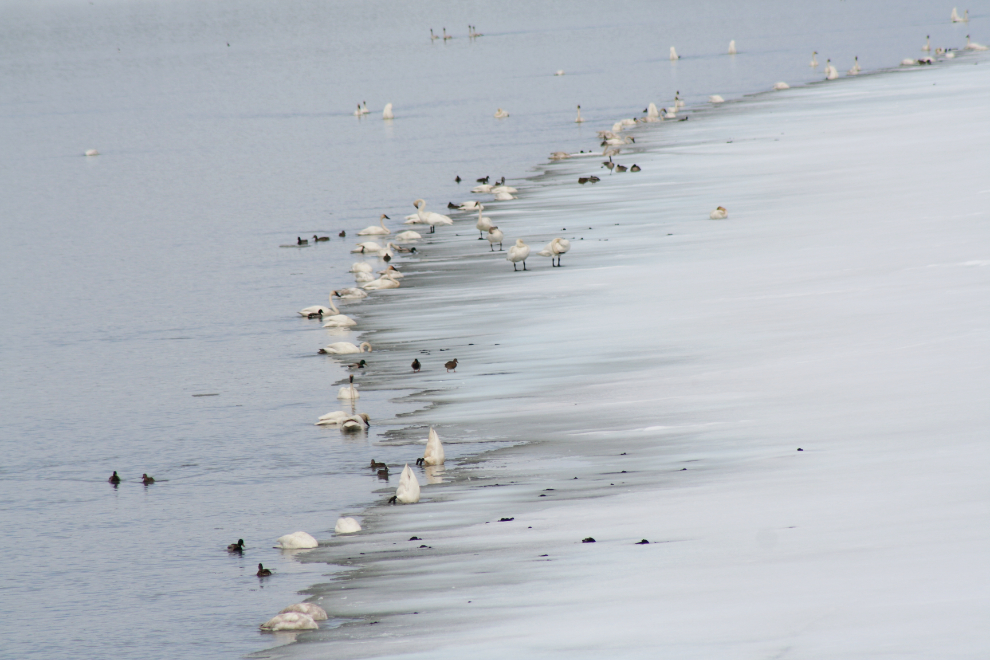  Perhaps 100 swans and 50 ducks of several species along the ice edge at the Tagish Bridge