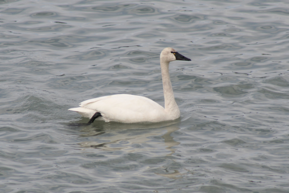 A tundra swan at the Tagish Bridge
