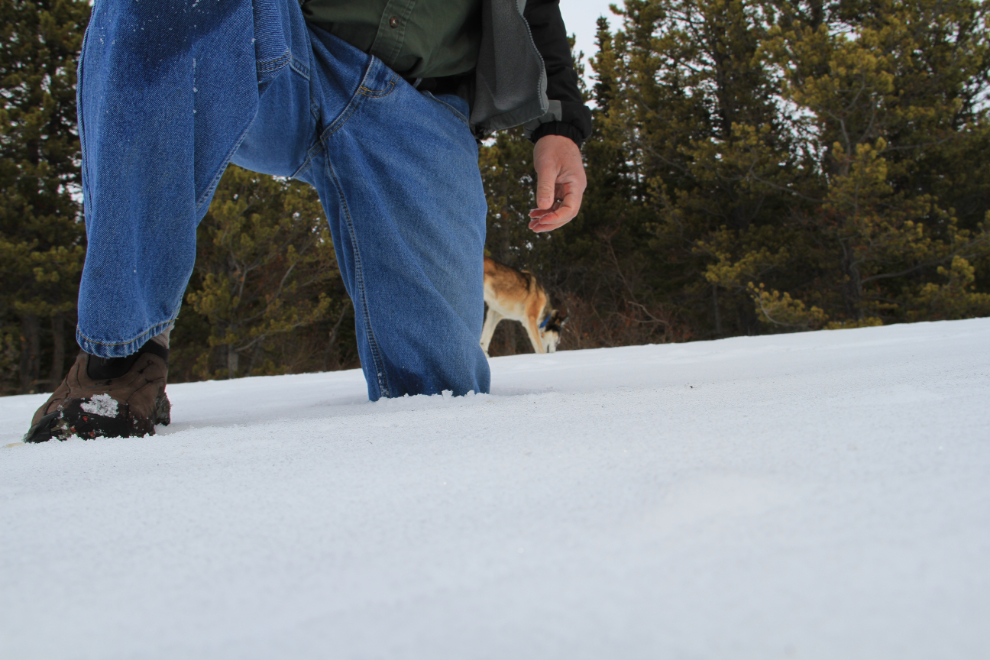 Trying to walk in deep snow at Tutshi Lake, BC