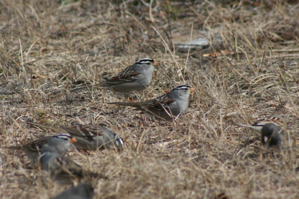 White-crowned sparrow at Carcross.