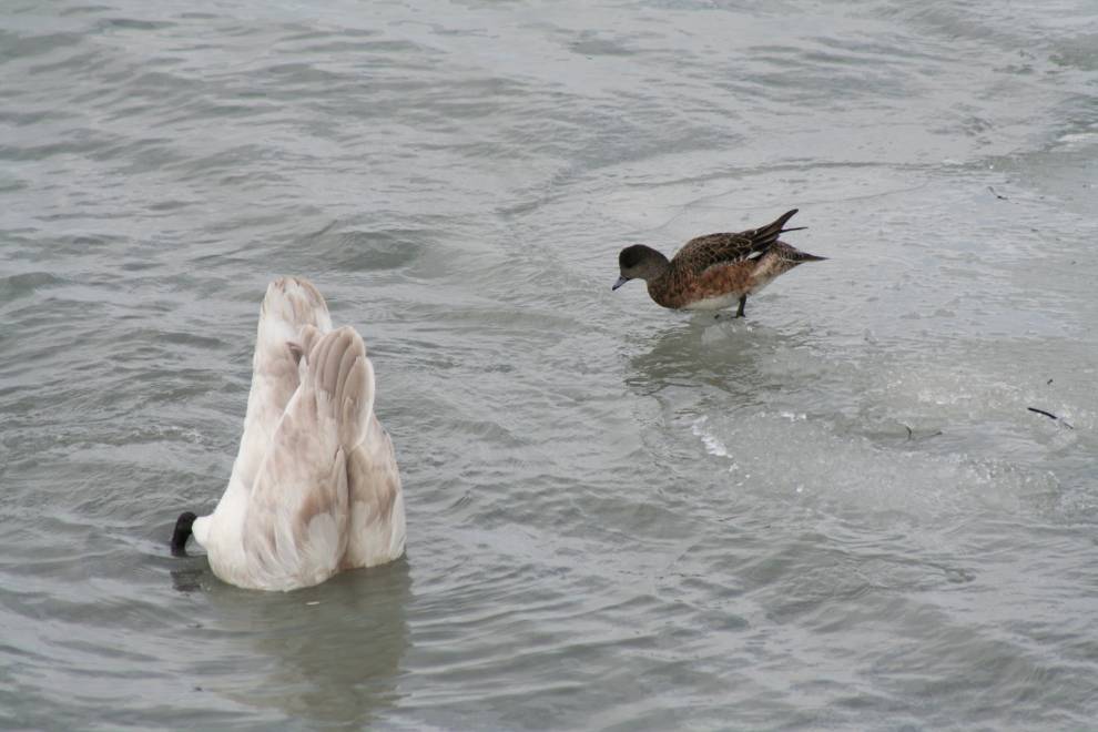 A widgeon following a juvenile Trumpeter swan