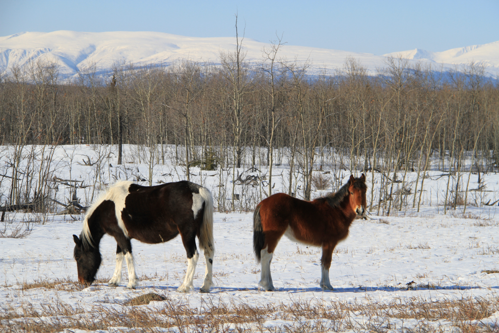 Feral horses alongside the Alaska Highway north of Whitehorse, Yukon