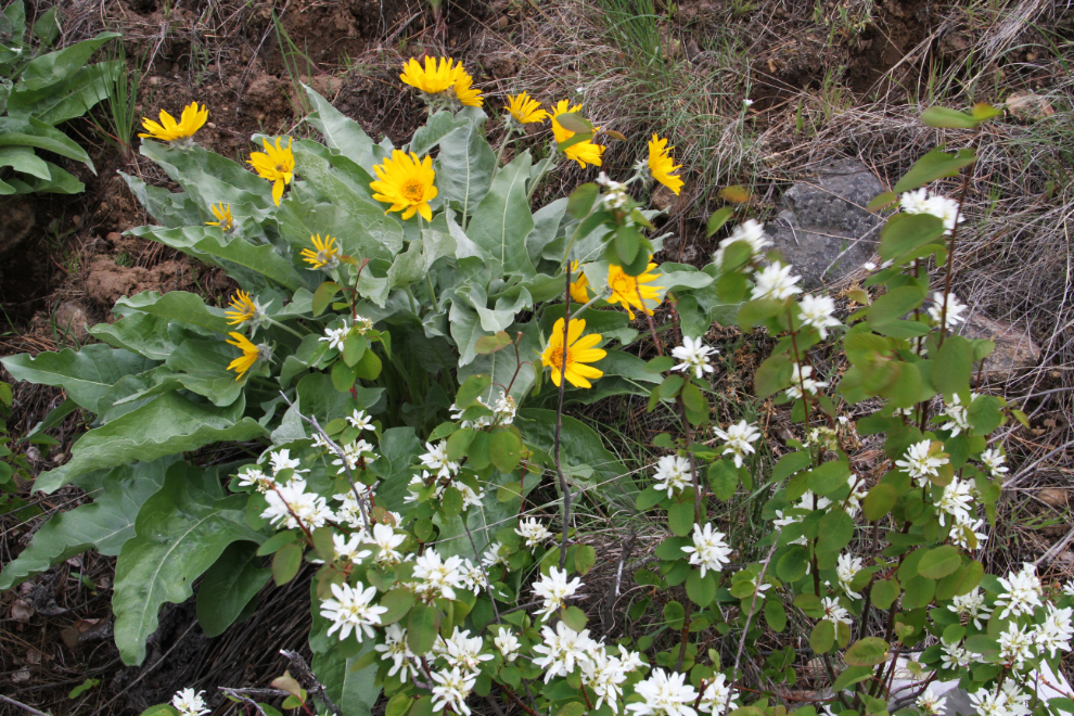 Roadside flowers in the Fraser Canyon