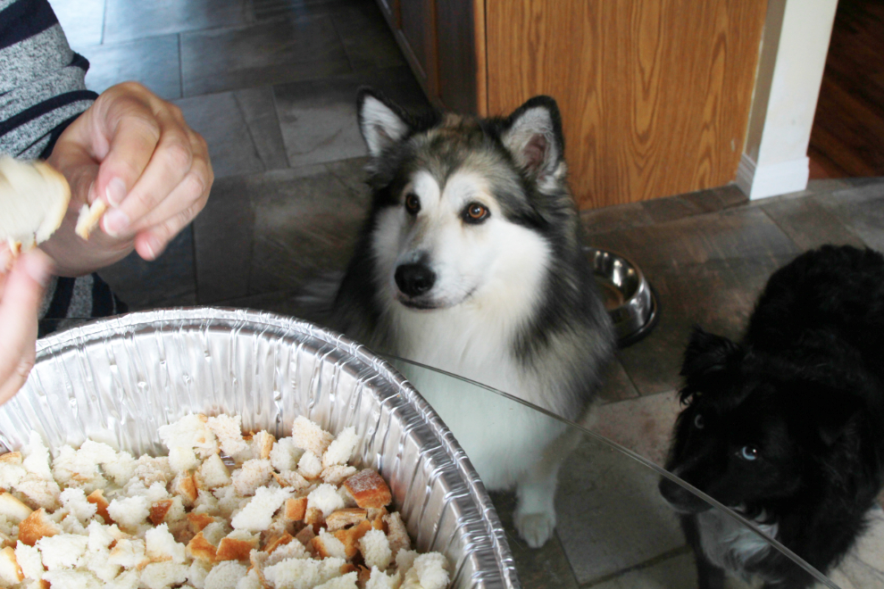 Our dogs were very interested in our Thanksgiving dinner prep