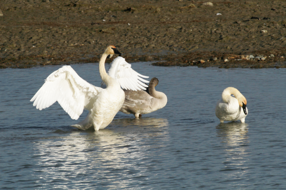 Trumpeter swans resting at Whitehorse, Yukon, during Fall migration