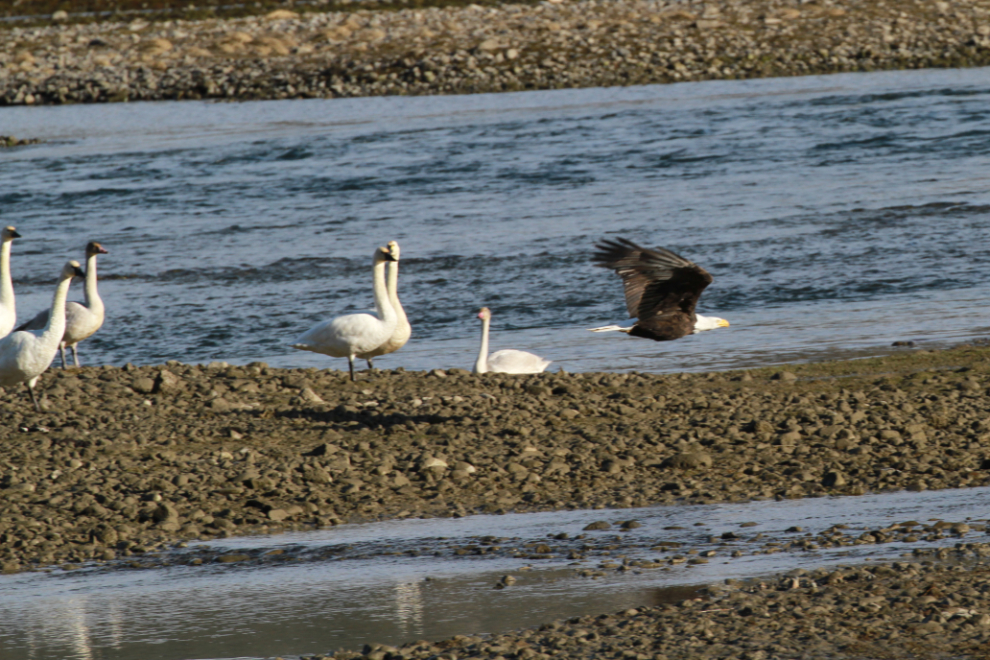 A bald eagle among the Trumpeter swans resting at Whitehorse, Yukon, during Fall migration