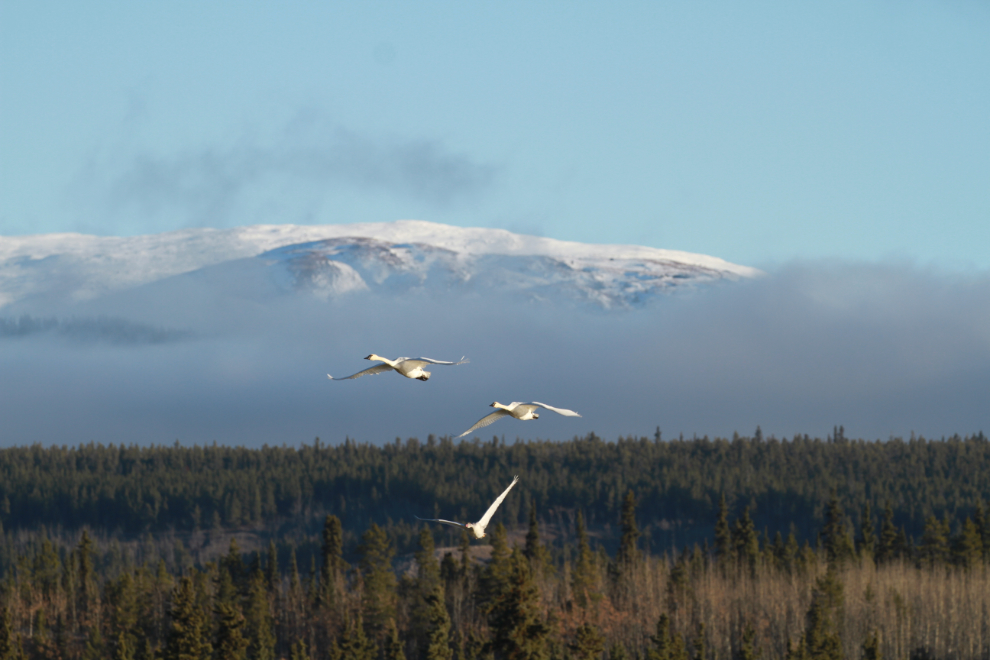 Trumpeter swans leaving Whitehorse, Yukon, during Fall migration