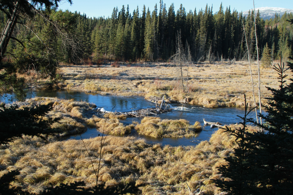 The beaver-enhanced pond/marsh on McIntyre Creek in Whitehorse