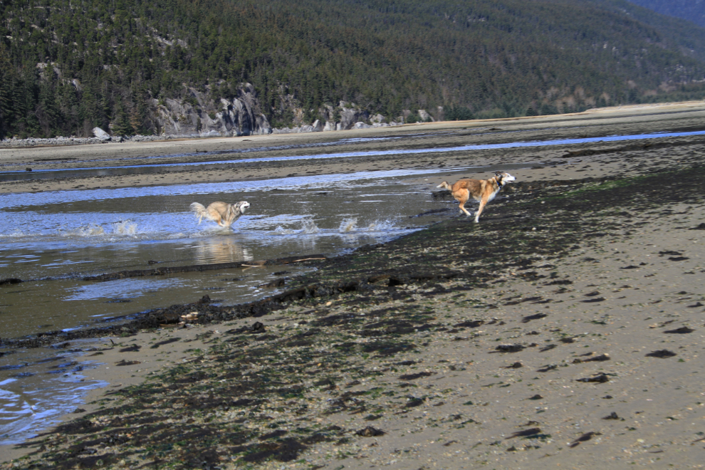 Dogs playing on the beach at Dyea, Alaska
