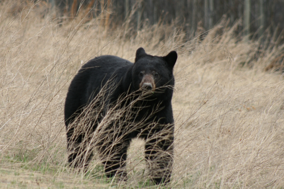 Black bear along the Alaska Highway in early May
